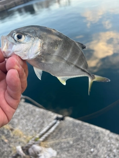 ギンガメアジの釣果