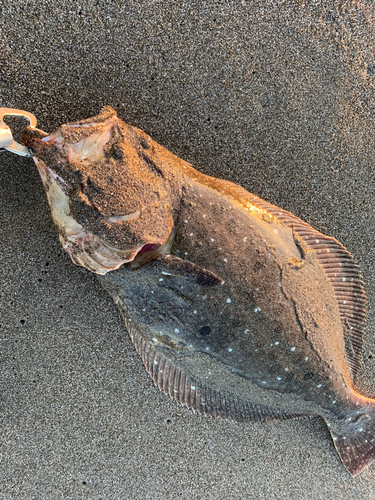 ヒラメの釣果