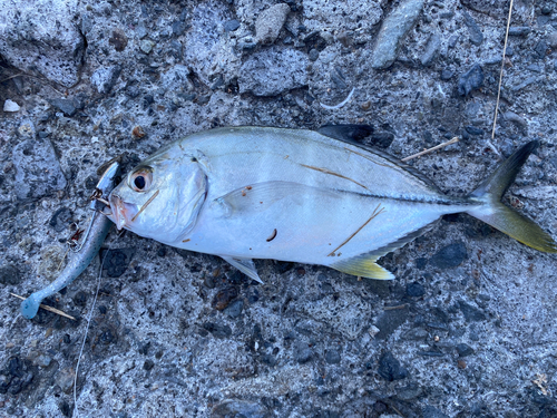 シマアジの釣果