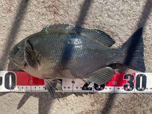 クチブトグレの釣果