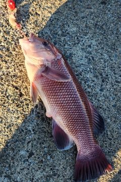 コブダイの釣果