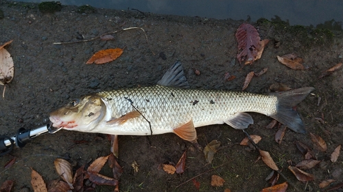 ニゴイの釣果