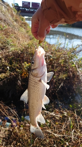 ニゴイの釣果