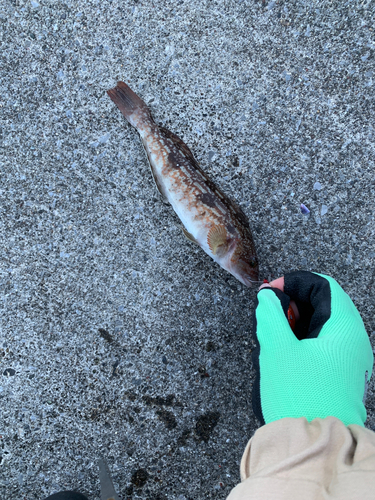 アイナメの釣果