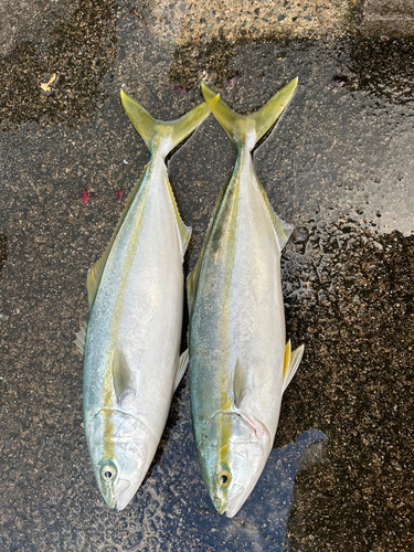 ハマチの釣果