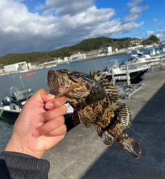 ベッコウゾイの釣果