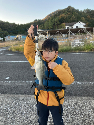 セイゴ（ヒラスズキ）の釣果