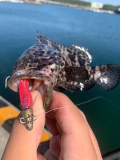 チャイロマルハタの釣果