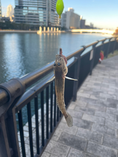 マハゼの釣果