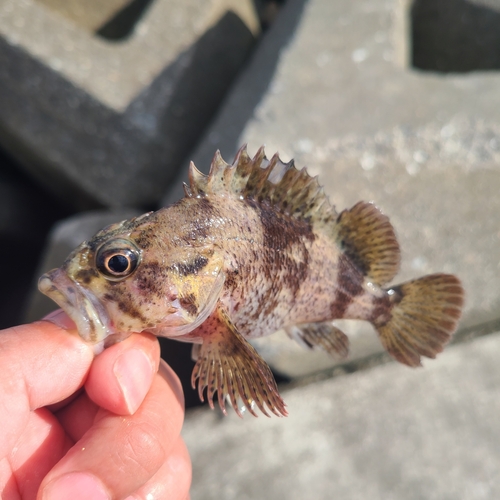 タケノコメバルの釣果