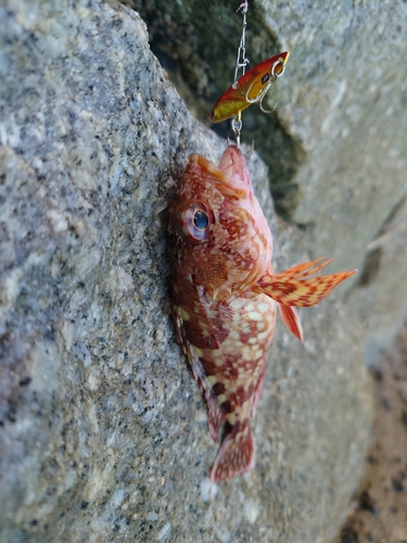 カサゴの釣果