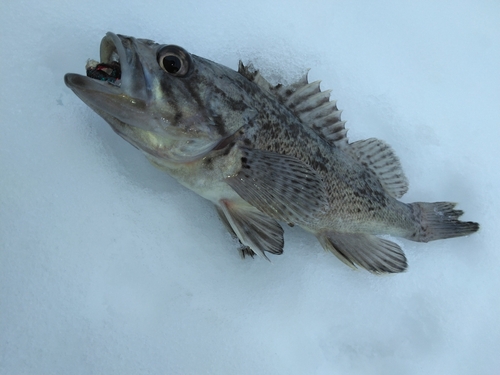 クロソイの釣果