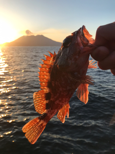 アラカブの釣果