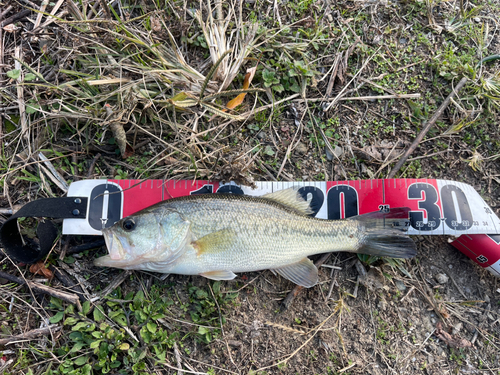 ブラックバスの釣果