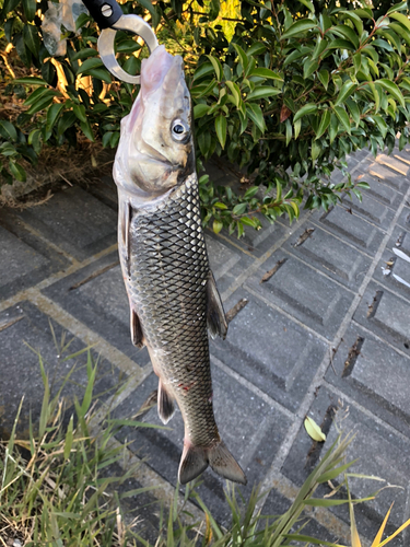 ニゴイの釣果