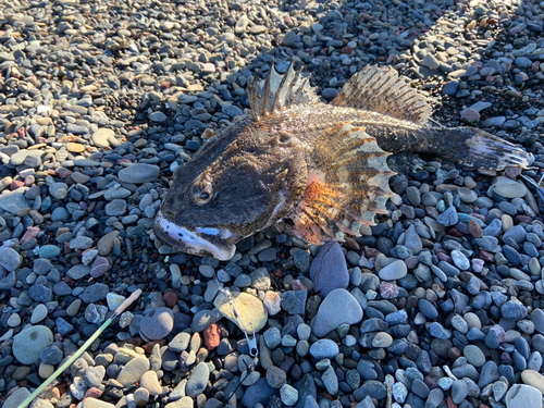 ウグイの釣果