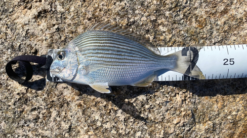 ヘダイの釣果