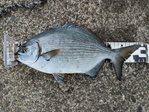 イスズミの釣果