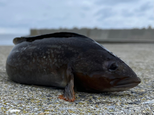 アイナメの釣果