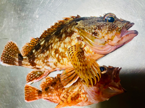 アラカブの釣果