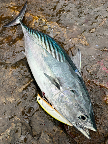 スマガツオの釣果