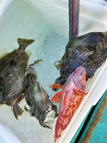 カワハギの釣果