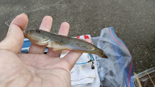 ハゼの釣果