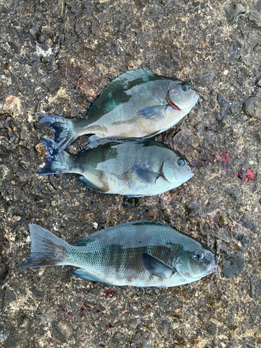 クチブトグレの釣果