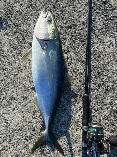 ハマチの釣果