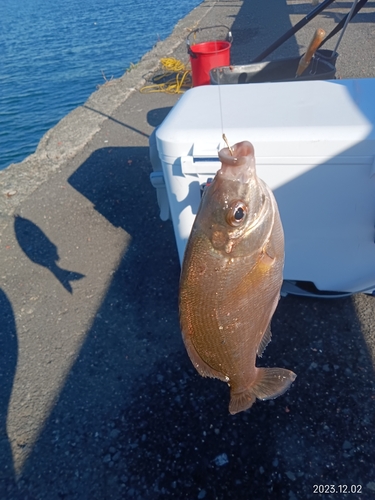 ウミタナゴの釣果