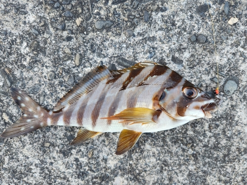 タカノハダイの釣果