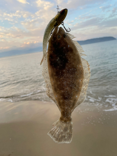 ヒラメの釣果