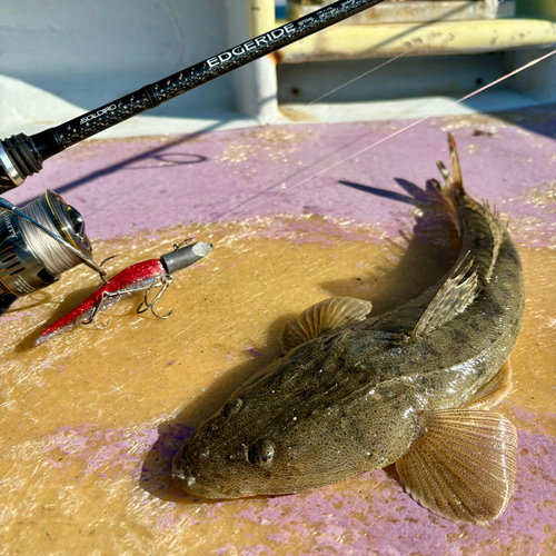 マゴチの釣果