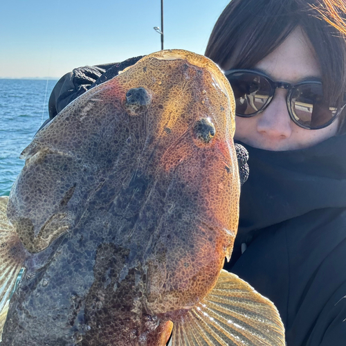 マゴチの釣果