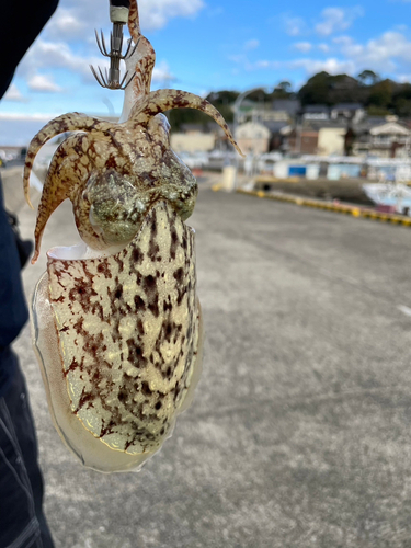 コウイカの釣果