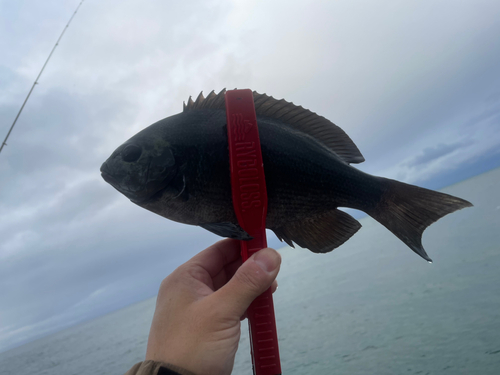 メジナの釣果