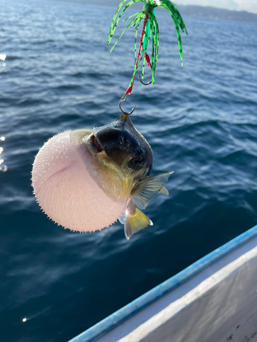 フグの釣果