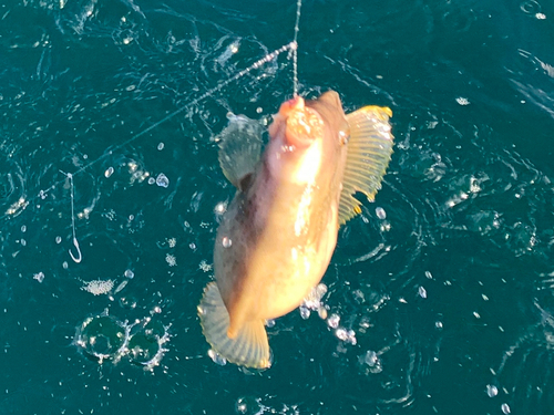 カワハギの釣果