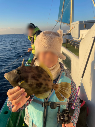 カワハギの釣果