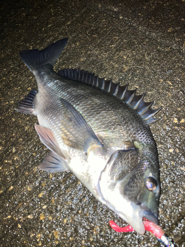 クロダイの釣果