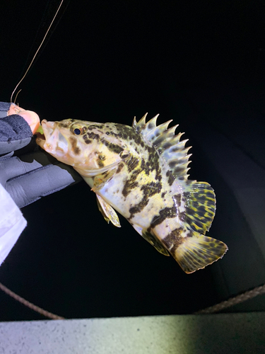 タケノコメバルの釣果