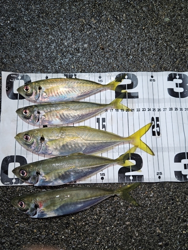 アジの釣果