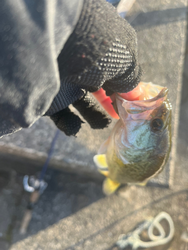 ブラックバスの釣果