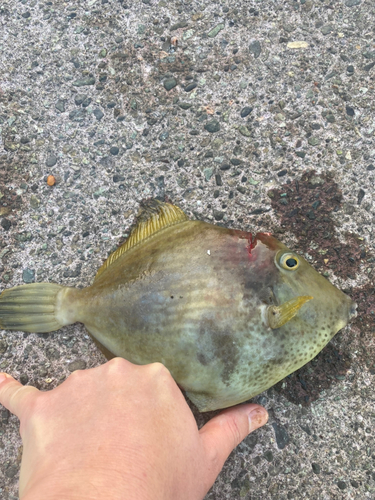 カワハギの釣果