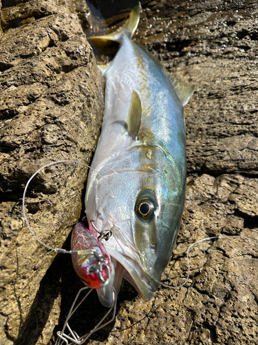 ヒラマサの釣果