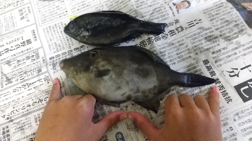 ウマヅラハギの釣果