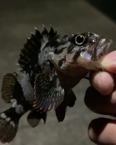 タケノコメバルの釣果