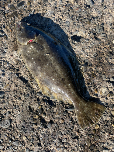 ヒラメの釣果