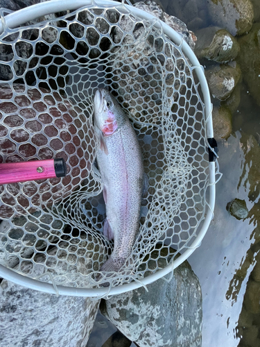 ニジマスの釣果