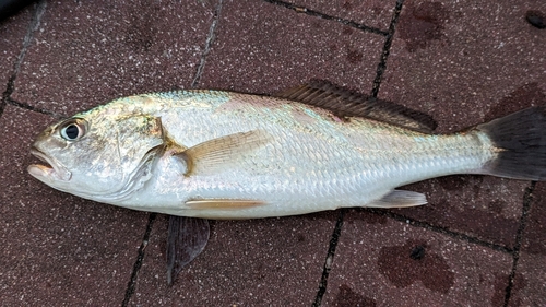 豊洲ぐるり公園で釣れたシログチの釣り・釣果情報 - アングラーズ